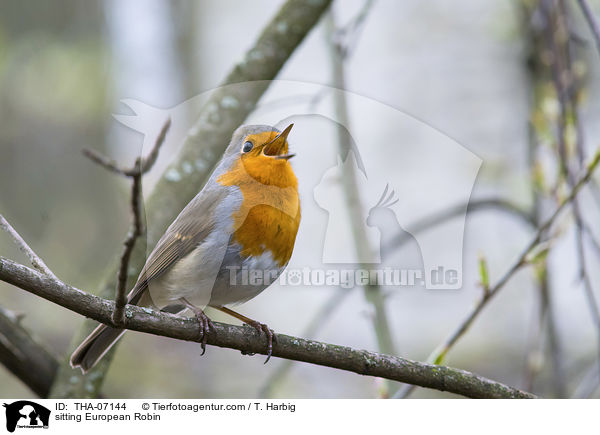 sitting European Robin / THA-07144