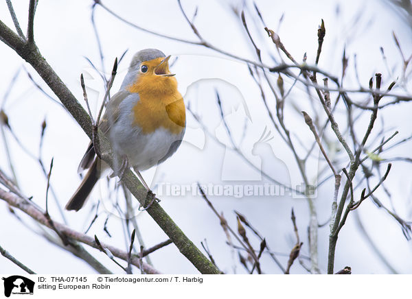 sitzendes Rotkehlchen / sitting European Robin / THA-07145