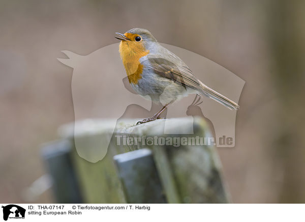 sitting European Robin / THA-07147