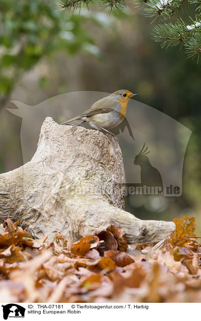 sitting European Robin / THA-07181