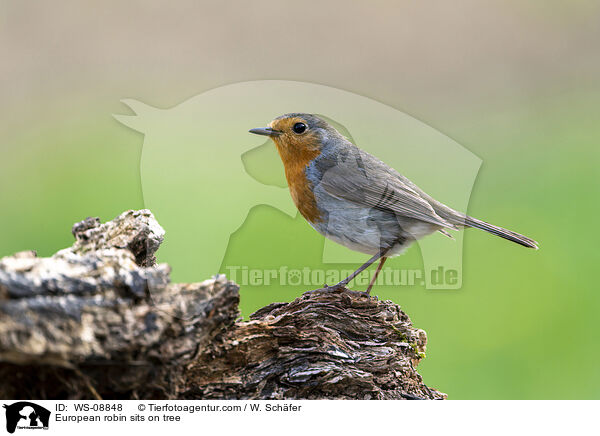 Rotkehlchen sitzt auf Baum / European robin sits on tree / WS-08848