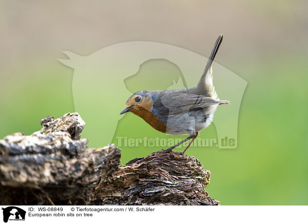 Rotkehlchen sitzt auf Baum / European robin sits on tree / WS-08849