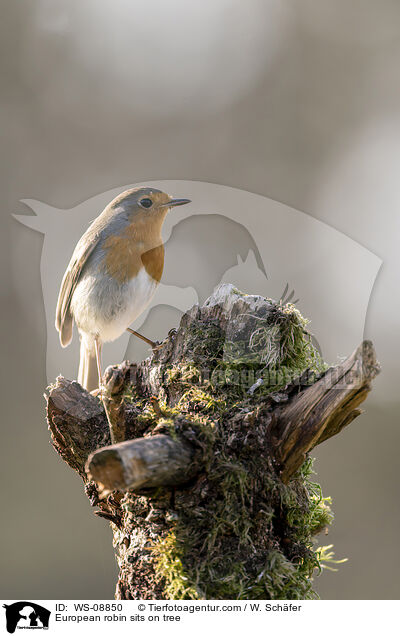 Rotkehlchen sitzt auf Baum / European robin sits on tree / WS-08850