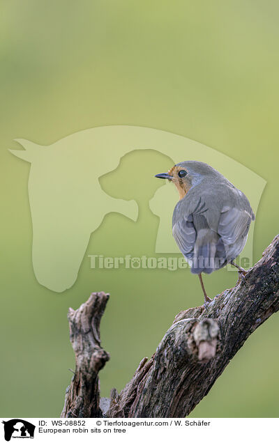 European robin sits on tree / WS-08852
