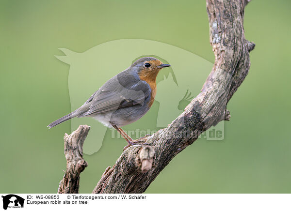Rotkehlchen sitzt auf Baum / European robin sits on tree / WS-08853