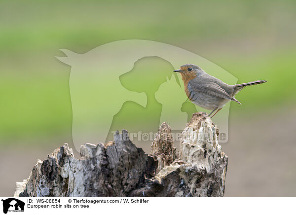Rotkehlchen sitzt auf Baum / European robin sits on tree / WS-08854