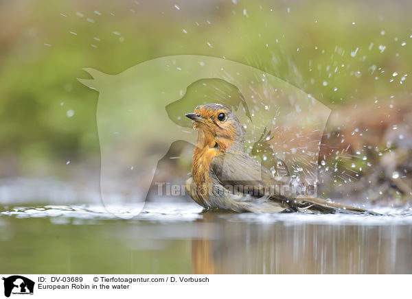 European Robin in the water / DV-03689