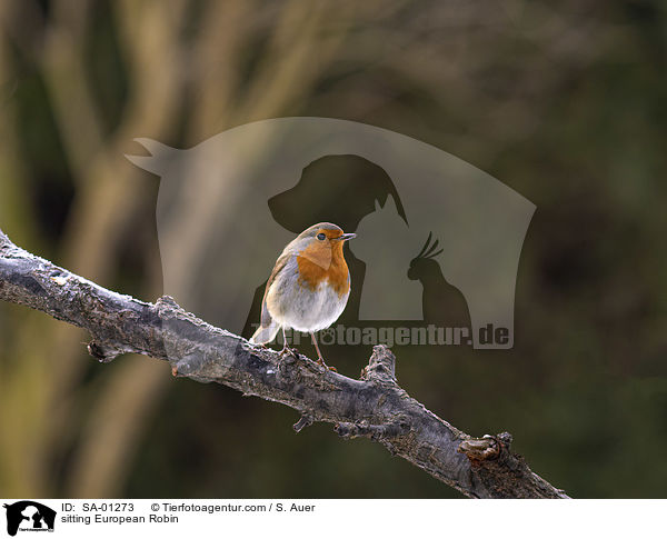 sitting European Robin / SA-01273