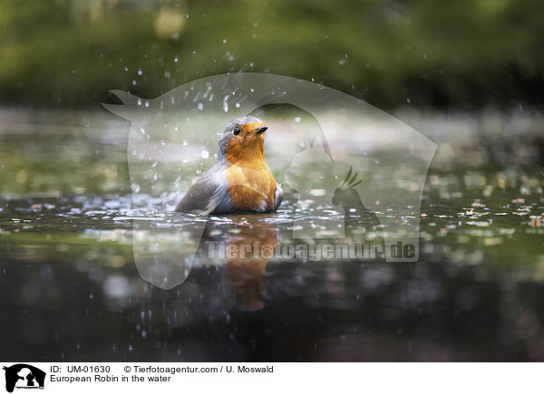 Rotkehlchen im Wasser / European Robin in the water / UM-01630