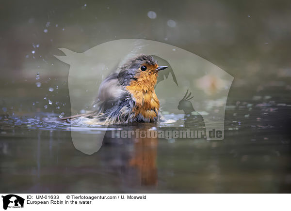 Rotkehlchen im Wasser / European Robin in the water / UM-01633