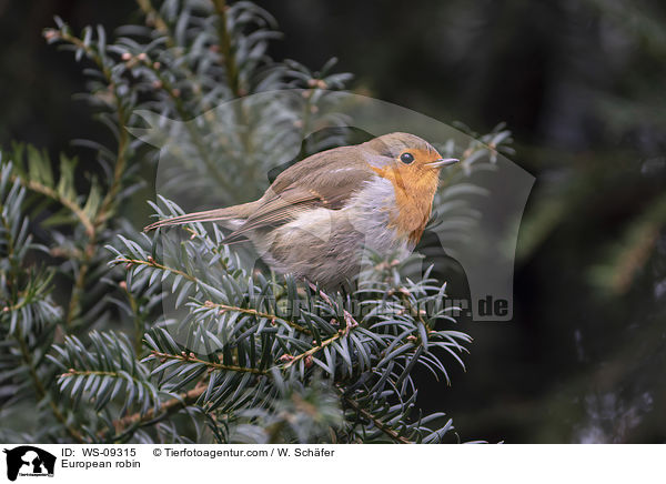 European robin / WS-09315