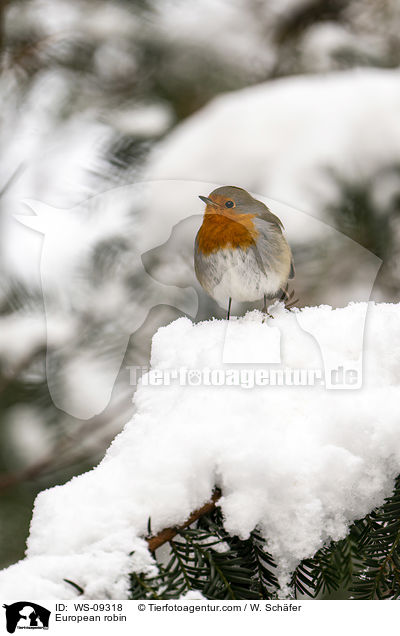 Rotkehlchen / European robin / WS-09318