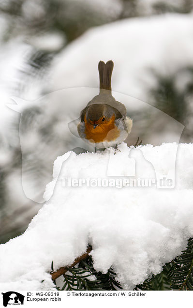 European robin / WS-09319