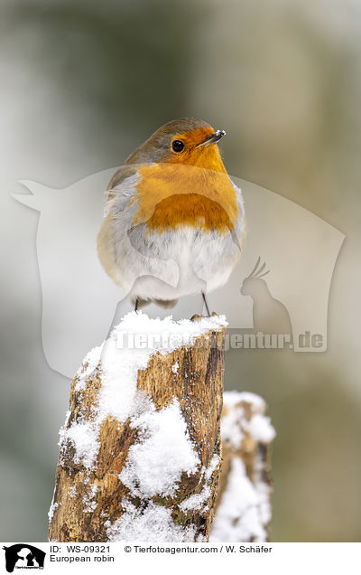 Rotkehlchen / European robin / WS-09321