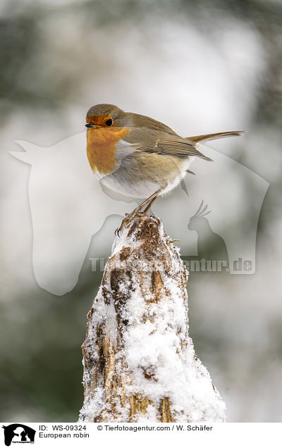 European robin / WS-09324