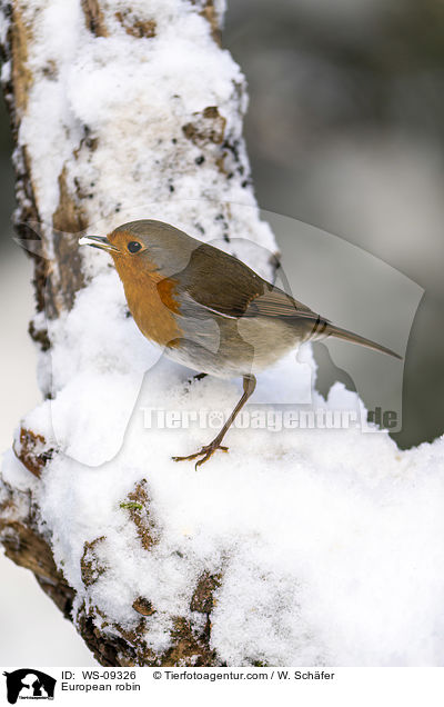 European robin / WS-09326