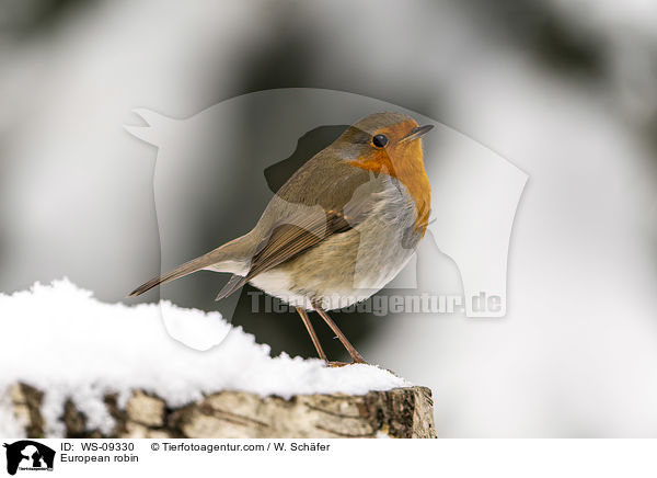 Rotkehlchen / European robin / WS-09330