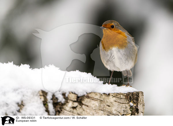 European robin / WS-09331