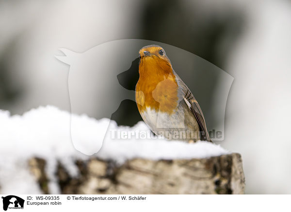 European robin / WS-09335