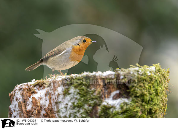 European robin / WS-09337