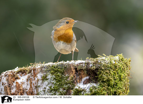 Rotkehlchen / European robin / WS-09338