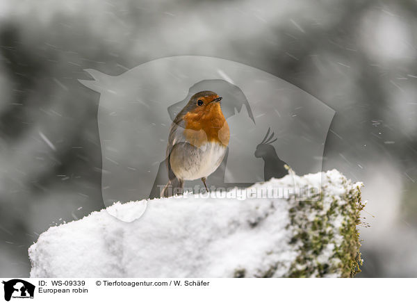 European robin / WS-09339