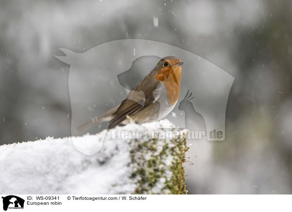 European robin / WS-09341