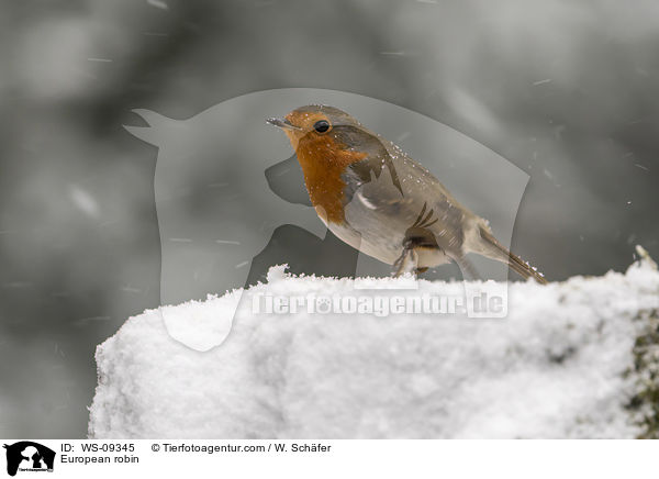 Rotkehlchen / European robin / WS-09345