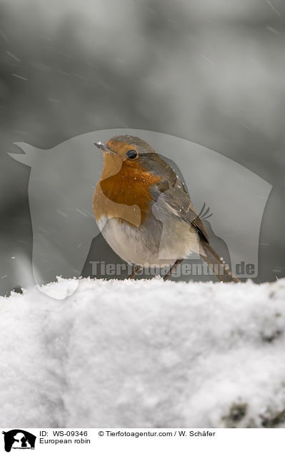 European robin / WS-09346