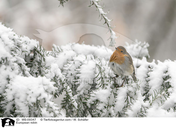 Rotkehlchen / European robin / WS-09347