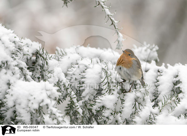 European robin / WS-09347