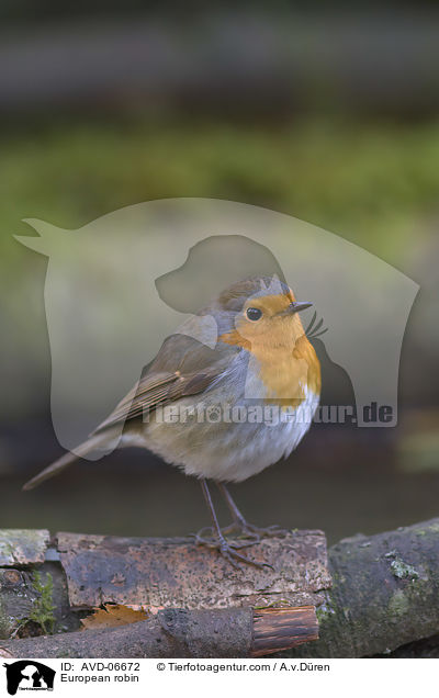 Rotkehlchen / European robin / AVD-06672