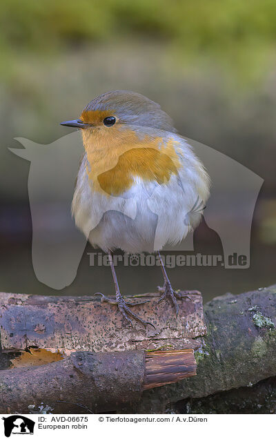 Rotkehlchen / European robin / AVD-06675