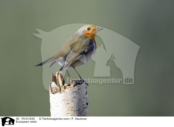 Rotkehlchen / European robin / FH-01930