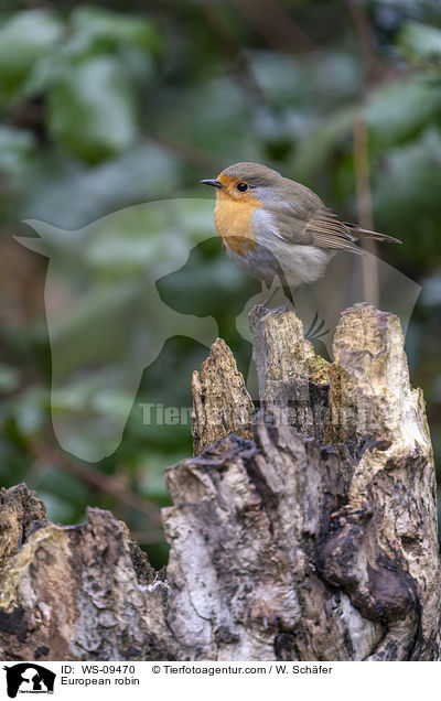 Rotkehlchen / European robin / WS-09470