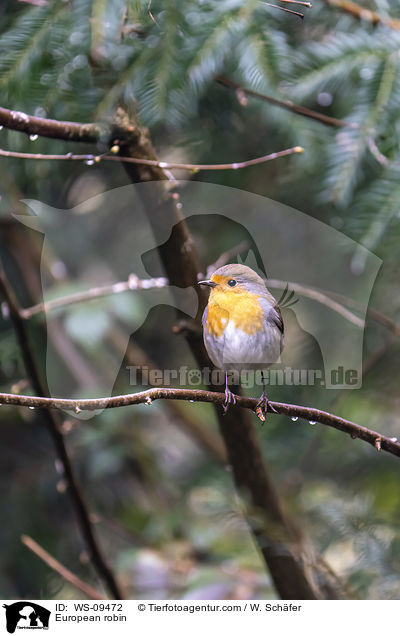 Rotkehlchen / European robin / WS-09472