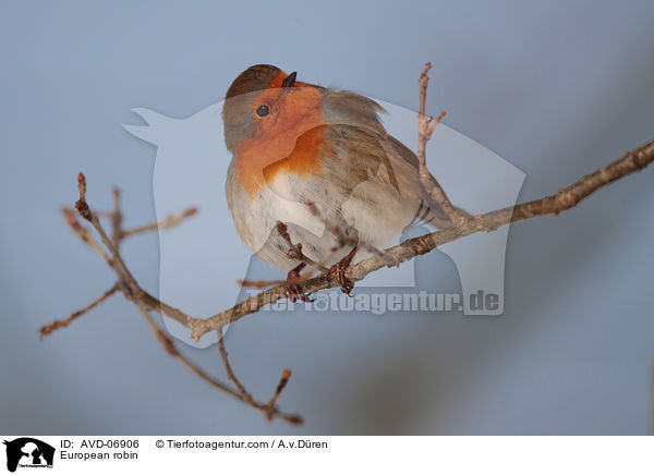 Rotkehlchen / European robin / AVD-06906