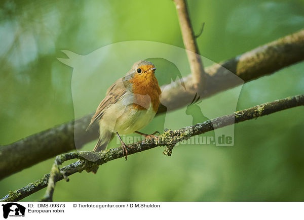 European robin / DMS-09373