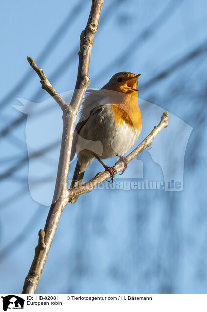 European robin / HB-02081