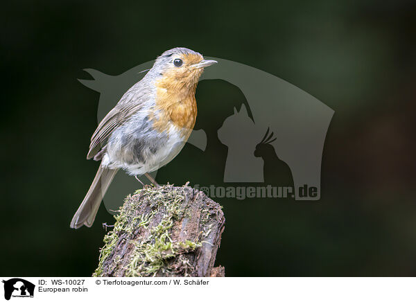 European robin / WS-10027