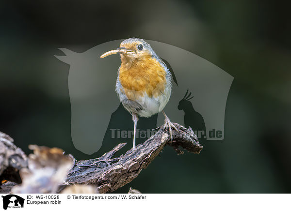 European robin / WS-10028