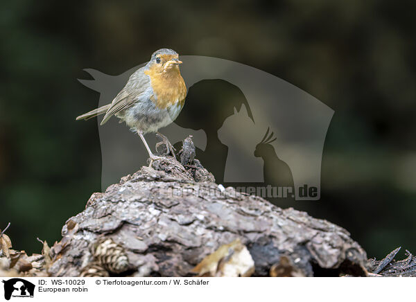 Rotkehlchen / European robin / WS-10029