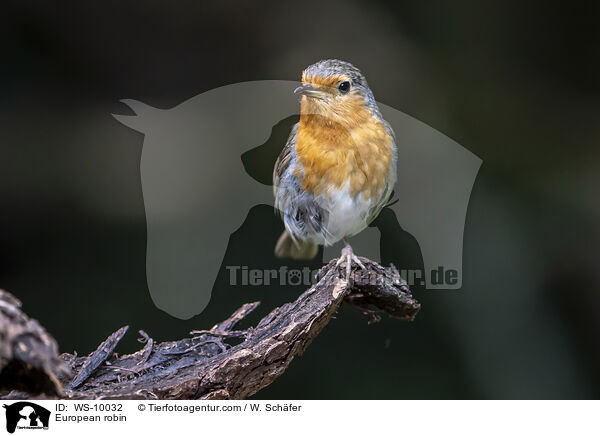 Rotkehlchen / European robin / WS-10032