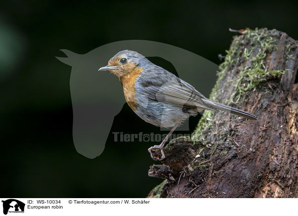 Rotkehlchen / European robin / WS-10034