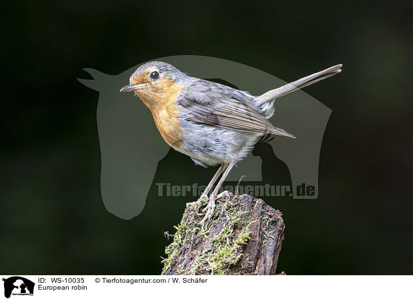 Rotkehlchen / European robin / WS-10035