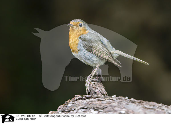 Rotkehlchen / European robin / WS-10042