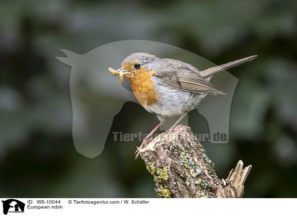 Rotkehlchen / European robin / WS-10044