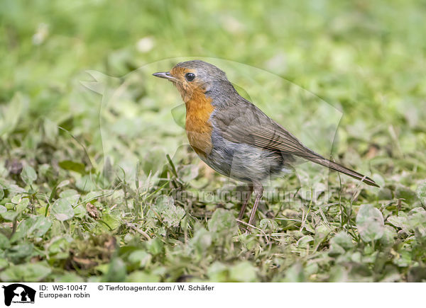 Rotkehlchen / European robin / WS-10047