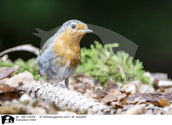 Rotkehlchen / European robin / WS-10048