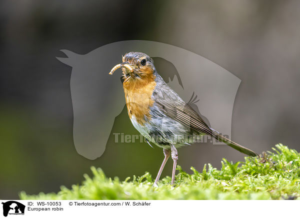 Rotkehlchen / European robin / WS-10053